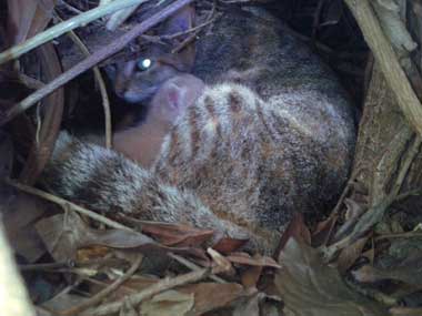 Tigresa dentro de una pequeña cueva. El gatito beige a su lado