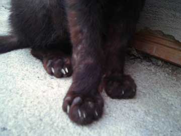 Las patas de un gato negro con sus uñas en regular condición