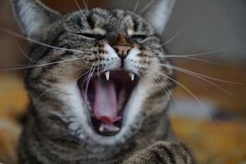 A cat with its mouth wide open showing his teeth