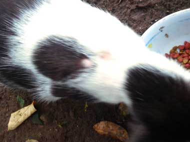 A closeup of a black and white cat with some patches of scabies