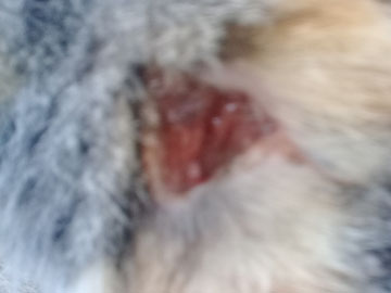 A close up of a triangle-shaped wound