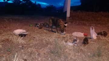 A pack of cats and a dog all feeding, with the dawn for background