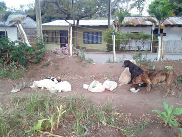 4 gatos y una perra alimentándose. 2 perros mirando. Una hilera de casas de fondo