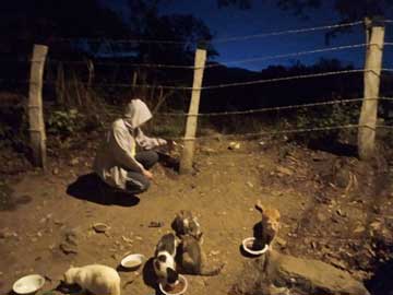 A herd of cats feeding. A man with a hooded jacket is with them