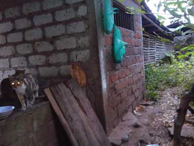 La parte de atrás del rancho, donde la vieja cocina solía estar; 3 gatos están sobre la batea del lavadero