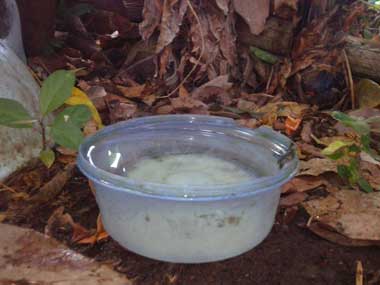 Un recipiente azul, pequeño lleno de agua, en el suelo; hojas caídas a todo el rededor