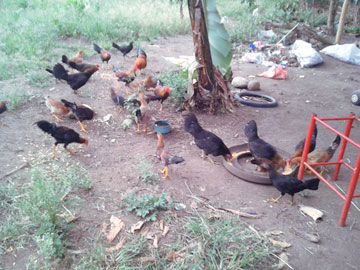 A flock of hens eating corn