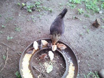 Una gallina y 9 pollitos alimentándose