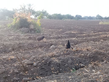 2 hens and 3 newborn chicks on a bare ground