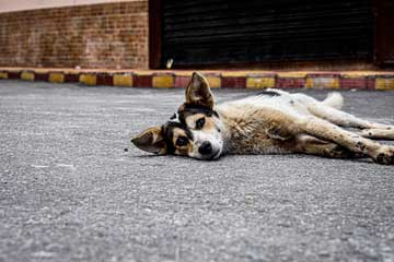 A dog resting on the pavement, looking at the camera