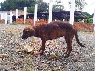 Dog, Mariposa, eating. A building under construction for background