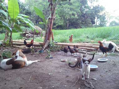 4 gallinas, 2 gallos, 3 gatos y 1 perro muy juntos