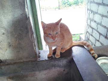 A brownish cat on top of the laundry area's sink