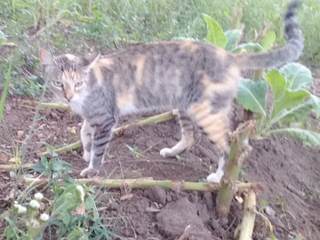 A gray and yellow cat with a wound on her front, left leg