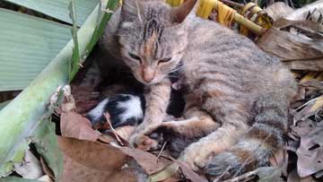 Un gato gris con algunos gaticos recién nacidos