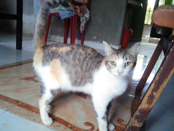 A gray and yellow cat looking at the camera