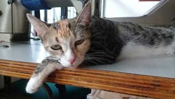 A gray cat lying on top of a table