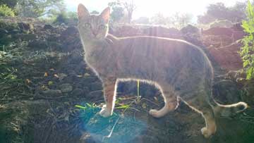 A gray cat on a field, the sunrays were caught by the camera