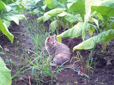 Gray cat, Tigresa, playing by the field behind the shanty