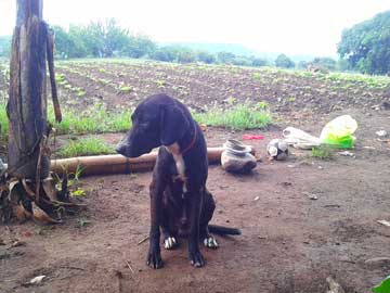 A black dog sitting on the floor next to a field