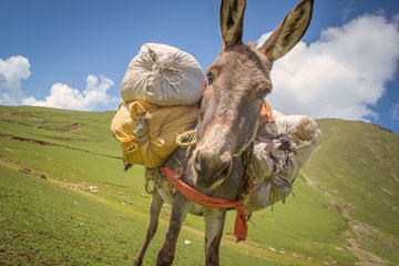 A donkey carrying a big load