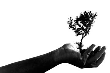 A hand holding a bonsai tree