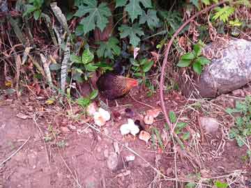 Una gallinita con 11 pollitos recién nacidos