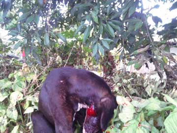 A black dog with a lot of blood underneath his lower jaw