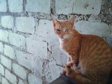 La gatica café, Luna, con su ojo derecho un poco más pequeño que su ojo izquierdo