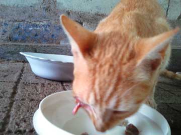 Luna comiendo, un pedazo de párpado sobresaliéndole de su ojo derecho