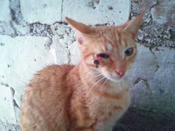 Brownish kitty, Luna, her right eye with a piece of something black sticking out