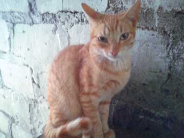 Brownish kitty, Luna, looking at the camera, almost completely cured but her right eye still smaller than her left eye