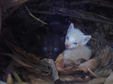 3 gaticos en una pequeña cueva en un matorral