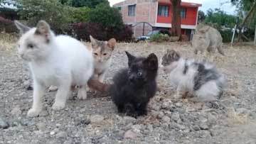 4 gaticos y un gato adulto jugando