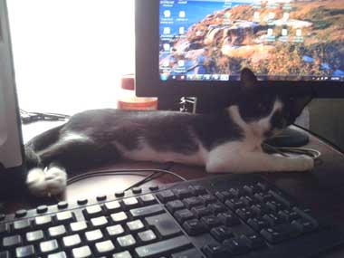 Black-white kitty, lying on table surrounded by keyboard, computer display, and computer CPU