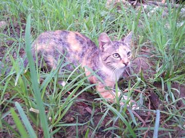 Brown kitty, Manchitas, playing at the back of the shanty