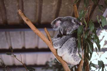 A Koala sleeping on a tree