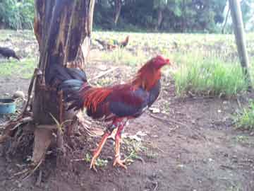 A rooster with one leg broken