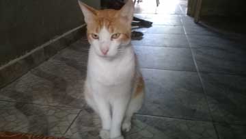 An orange and white cat sitting on the floor