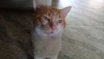 An orange and white cat sitting on the floor