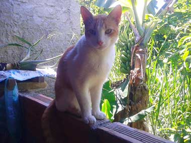 An orange and white cat on top  of a wall. A bunch of bananas at the background