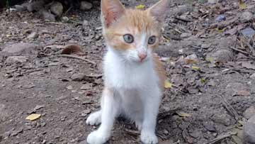 An orange and white kitty sitting on the soil