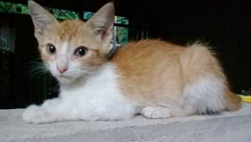 An orange and white kitty resting on top of a wall