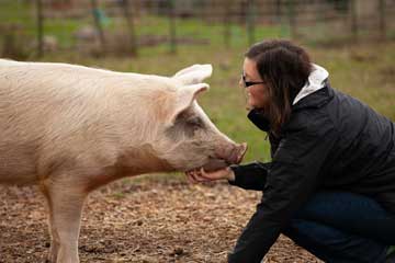 A woman touching a pig very gently