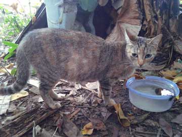 La gata gris, Tigresa, parada mirando la cámara, con una barriga muy grande