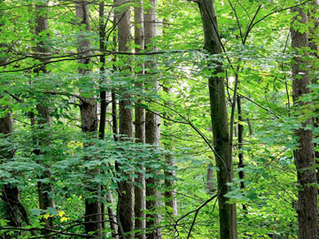 A bunch of tall trees, a couple of them very straight upright