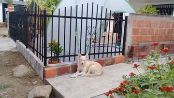 A white dog lying next to a fence. Behind the fence, a swimming pool