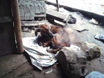 Mariposa sitting on an empty white sack, some stones and pieces of wood are around her