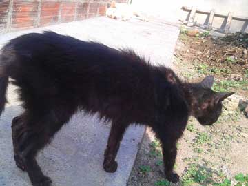 Un gato negro con una apariencia muy insalubre