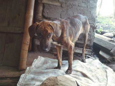 Dog, Mariposa, standing. Very skinny and sad